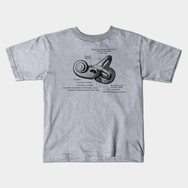 Inner Ear Anatomy Diagram Kids T-Shirt by Vintage Anatomy Prints